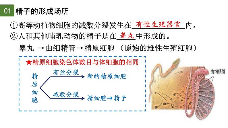 2.1 减数分裂和受精作用（第1课时）-2024-2025学年高一生物下学期精品课件（2019人教版必修2）第7页