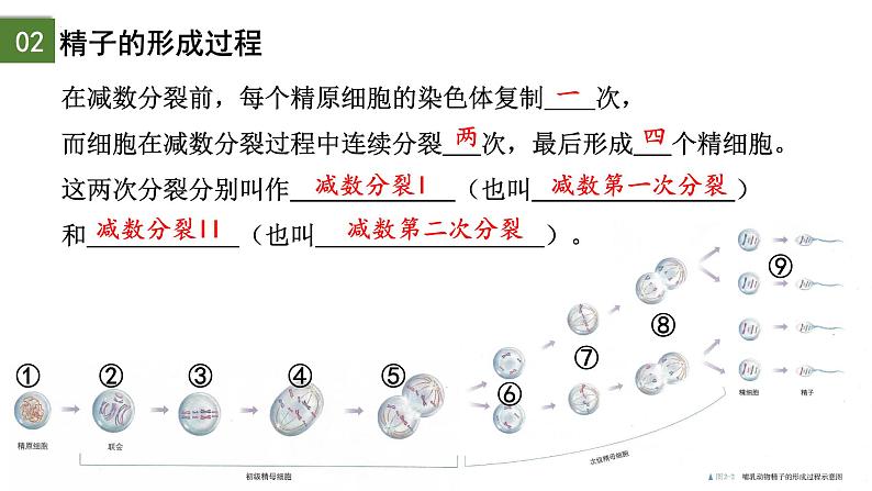 2.1 减数分裂和受精作用（第1课时）-2024-2025学年高一生物下学期精品课件（2019人教版必修2）第8页