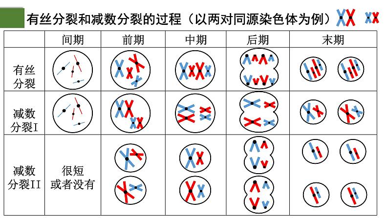 2.1 减数分裂和受精作用（第2课时）-2024-2025学年高一生物下学期精品课件（2019人教版必修2）第3页