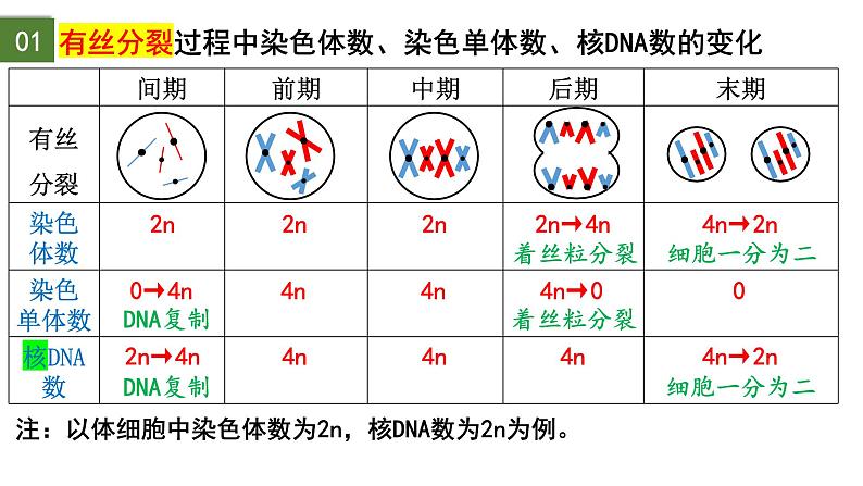 2.1 减数分裂和受精作用（第2课时）-2024-2025学年高一生物下学期精品课件（2019人教版必修2）第4页