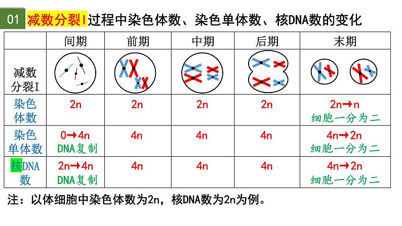 2.1 减数分裂和受精作用（第2课时）-2024-2025学年高一生物下学期精品课件（2019人教版必修2）第5页