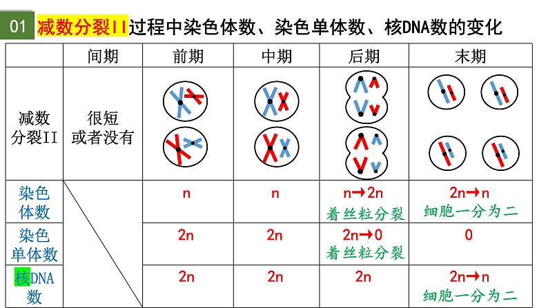 2.1 减数分裂和受精作用（第2课时）-2024-2025学年高一生物下学期精品课件（2019人教版必修2）第6页