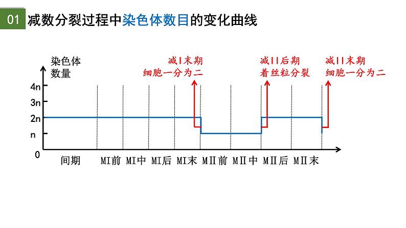 2.1 减数分裂和受精作用（第2课时）-2024-2025学年高一生物下学期精品课件（2019人教版必修2）第7页