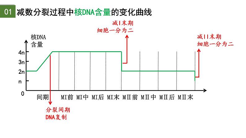 2.1 减数分裂和受精作用（第2课时）-2024-2025学年高一生物下学期精品课件（2019人教版必修2）第8页