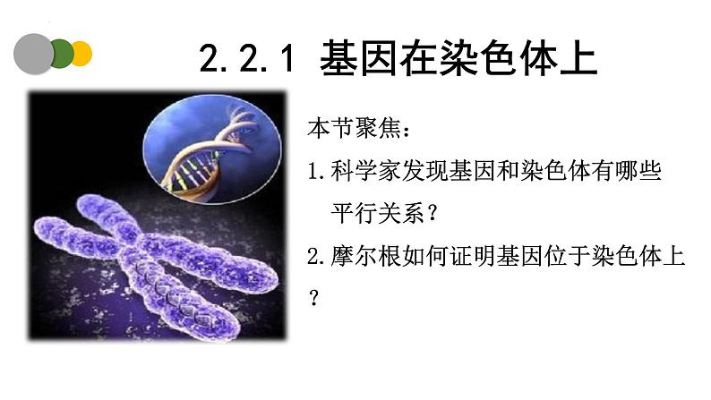 2.2 基因在染色体上（第1课时）-2024-2025学年高一生物下学期精品课件（2019人教版必修2）第1页