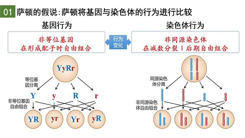 2.2 基因在染色体上（第1课时）-2024-2025学年高一生物下学期精品课件（2019人教版必修2）第5页