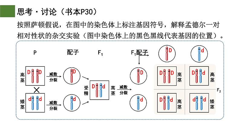 2.2 基因在染色体上（第1课时）-2024-2025学年高一生物下学期精品课件（2019人教版必修2）第7页