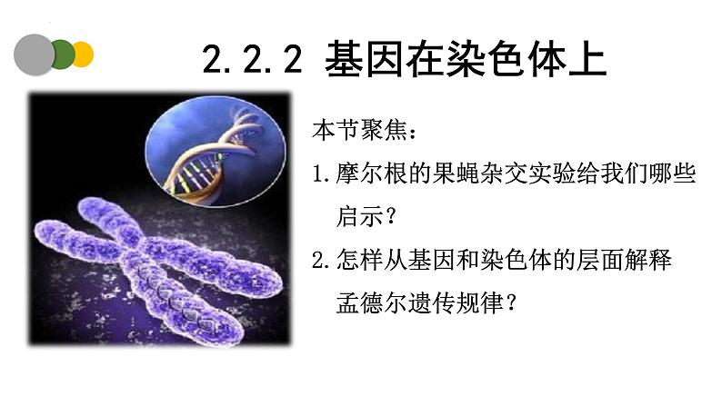 2.2 基因在染色体上（第2课时）-2024-2025学年高一生物下学期精品课件（2019人教版必修2）第1页