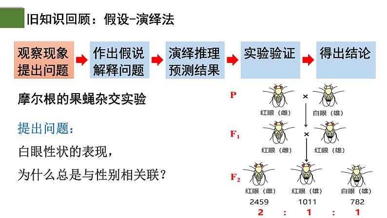 2.2 基因在染色体上（第2课时）-2024-2025学年高一生物下学期精品课件（2019人教版必修2）第2页