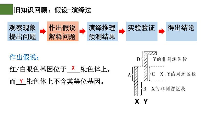 2.2 基因在染色体上（第2课时）-2024-2025学年高一生物下学期精品课件（2019人教版必修2）第3页