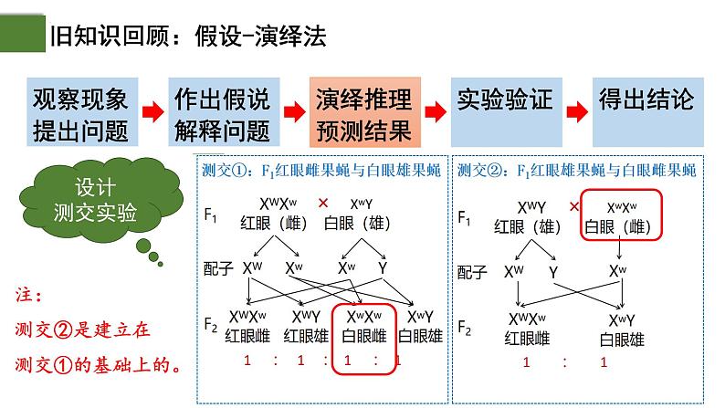 2.2 基因在染色体上（第2课时）-2024-2025学年高一生物下学期精品课件（2019人教版必修2）第4页