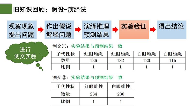 2.2 基因在染色体上（第2课时）-2024-2025学年高一生物下学期精品课件（2019人教版必修2）第5页