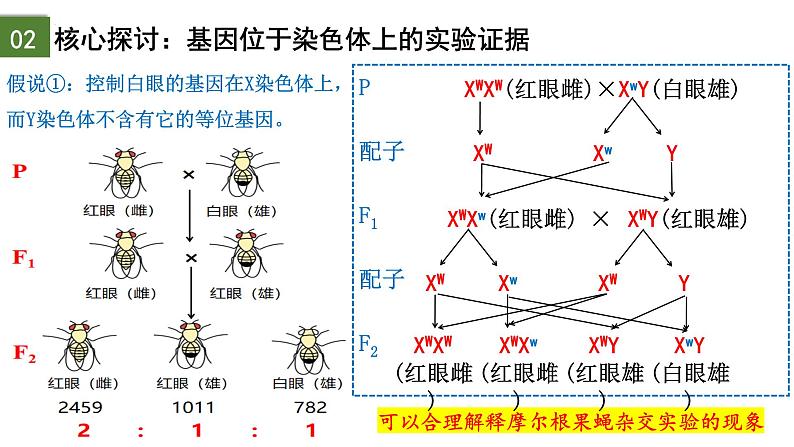 2.2 基因在染色体上（第2课时）-2024-2025学年高一生物下学期精品课件（2019人教版必修2）第8页