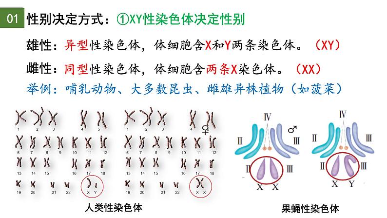 2.3 伴性遗传（第1课时）-2024-2025学年高一生物下学期精品课件（2019人教版必修2）第3页