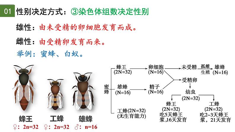 2.3 伴性遗传（第1课时）-2024-2025学年高一生物下学期精品课件（2019人教版必修2）第5页