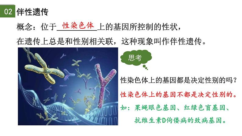 2.3 伴性遗传（第1课时）-2024-2025学年高一生物下学期精品课件（2019人教版必修2）第8页