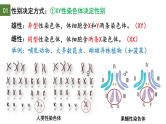 2.3 伴性遗传（第1课时）-2024-2025学年高一生物下学期精品课件（2019人教版必修2）