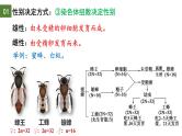 2.3 伴性遗传（第1课时）-2024-2025学年高一生物下学期精品课件（2019人教版必修2）