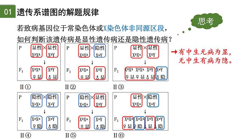 2.3 伴性遗传（第2课时）-2024-2025学年高一生物下学期精品课件（2019人教版必修2）第5页