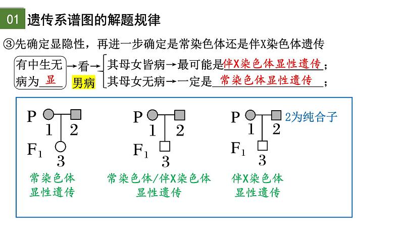 2.3 伴性遗传（第2课时）-2024-2025学年高一生物下学期精品课件（2019人教版必修2）第7页