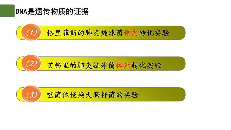 3.1 DNA是主要的遗传物质（第1课时）-2024-2025学年高一生物下学期精品课件（2019人教版必修2）第7页