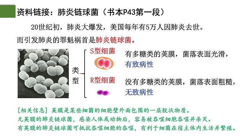 3.1 DNA是主要的遗传物质（第1课时）-2024-2025学年高一生物下学期精品课件（2019人教版必修2）第8页