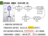 3.1 DNA是主要的遗传物质（第2课时）-2024-2025学年高一生物下学期精品课件（2019人教版必修2）