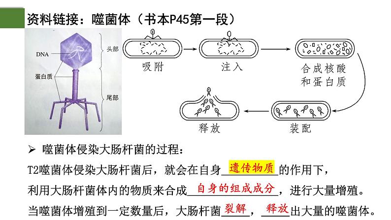 3.1 DNA是主要的遗传物质（第2课时）-2024-2025学年高一生物下学期精品课件（2019人教版必修2）第4页