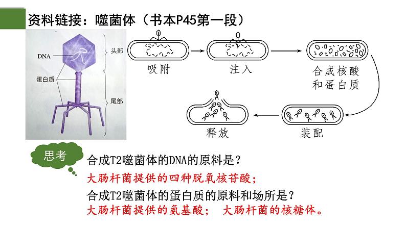 3.1 DNA是主要的遗传物质（第2课时）-2024-2025学年高一生物下学期精品课件（2019人教版必修2）第5页