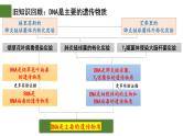 3.2  DNA的结构-2024-2025学年高一生物下学期精品课件（2019人教版必修2）