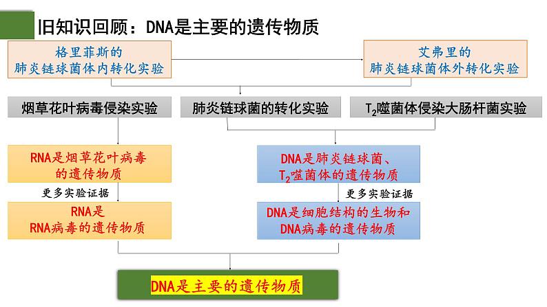 3.2  DNA的结构-2024-2025学年高一生物下学期精品课件（2019人教版必修2）第2页