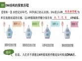 3.2  DNA的结构-2024-2025学年高一生物下学期精品课件（2019人教版必修2）