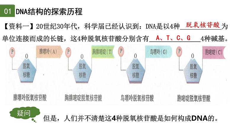 3.2  DNA的结构-2024-2025学年高一生物下学期精品课件（2019人教版必修2）第4页