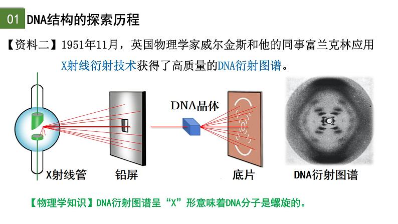 3.2  DNA的结构-2024-2025学年高一生物下学期精品课件（2019人教版必修2）第5页