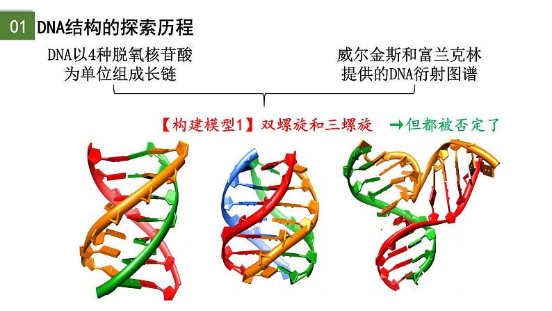 3.2  DNA的结构-2024-2025学年高一生物下学期精品课件（2019人教版必修2）第6页