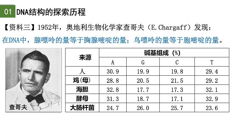 3.2  DNA的结构-2024-2025学年高一生物下学期精品课件（2019人教版必修2）第7页