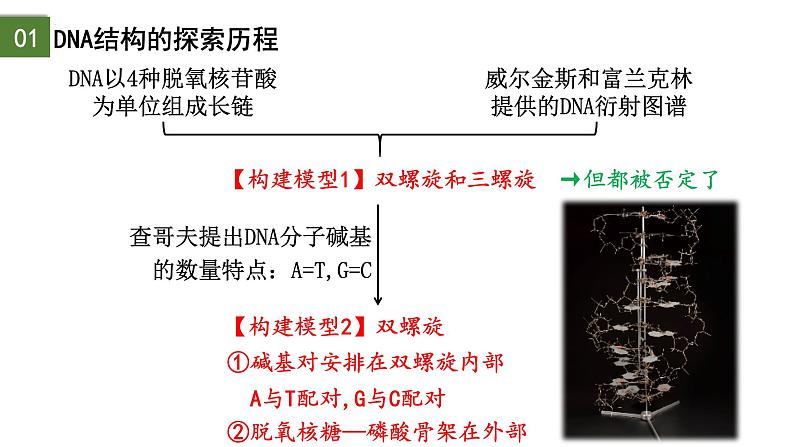 3.2  DNA的结构-2024-2025学年高一生物下学期精品课件（2019人教版必修2）第8页