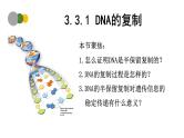 3.3 DNA的复制（第1课时）-2024-2025学年高一生物下学期精品课件（2019人教版必修2）