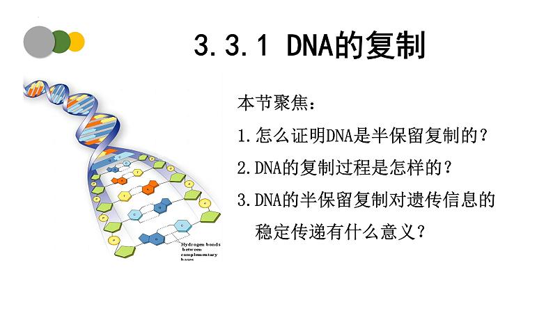 3.3 DNA的复制（第1课时）-2024-2025学年高一生物下学期精品课件（2019人教版必修2）第1页