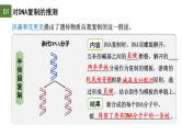 3.3 DNA的复制（第1课时）-2024-2025学年高一生物下学期精品课件（2019人教版必修2）