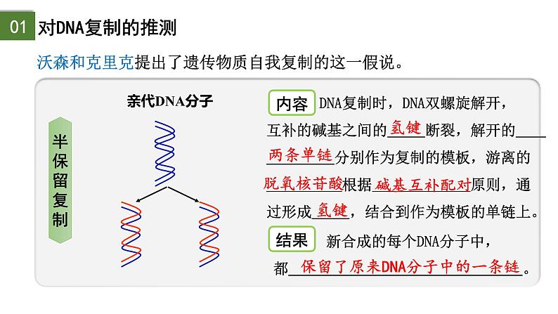 3.3 DNA的复制（第1课时）-2024-2025学年高一生物下学期精品课件（2019人教版必修2）第3页