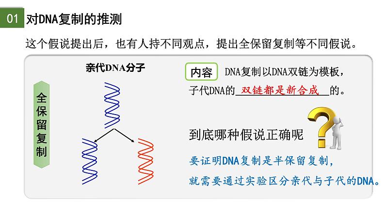 3.3 DNA的复制（第1课时）-2024-2025学年高一生物下学期精品课件（2019人教版必修2）第4页