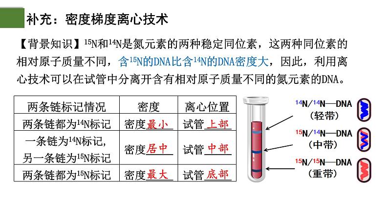 3.3 DNA的复制（第1课时）-2024-2025学年高一生物下学期精品课件（2019人教版必修2）第7页