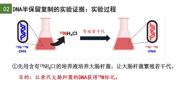 3.3 DNA的复制（第1课时）-2024-2025学年高一生物下学期精品课件（2019人教版必修2）第8页