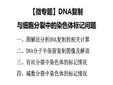 3.3 DNA的复制（第2课时）-2024-2025学年高一生物下学期精品课件（2019人教版必修2）