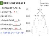 3.3 DNA的复制（第2课时）-2024-2025学年高一生物下学期精品课件（2019人教版必修2）