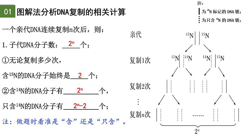 3.3 DNA的复制（第2课时）-2024-2025学年高一生物下学期精品课件（2019人教版必修2）第2页