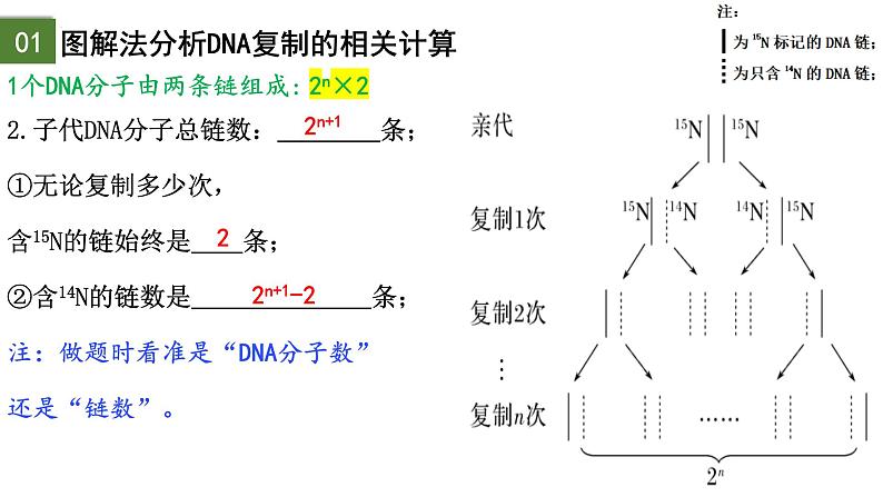 3.3 DNA的复制（第2课时）-2024-2025学年高一生物下学期精品课件（2019人教版必修2）第3页