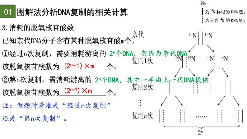 3.3 DNA的复制（第2课时）-2024-2025学年高一生物下学期精品课件（2019人教版必修2）第4页