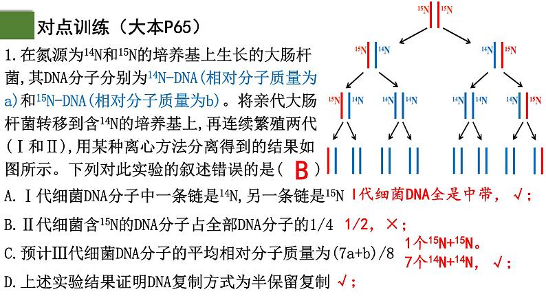 3.3 DNA的复制（第2课时）-2024-2025学年高一生物下学期精品课件（2019人教版必修2）第5页